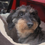 Wirehaired Dachshund Olive on The Supervet