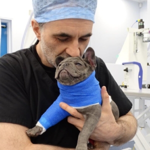 French Bulldog puppy with The Supervet, Noel Fitzpatrick