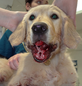 Golden Retriever Murphy with a badly wounded jaw