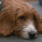 5 month old puppy on The Supervet