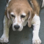 Beagle Lola on The Supervet