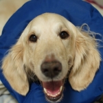 Goldendoodle Angus in his cone