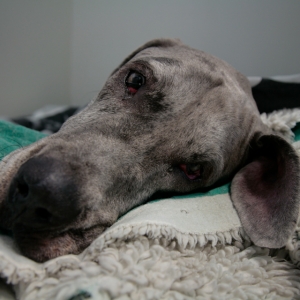Great Dane Charles resting in the wards