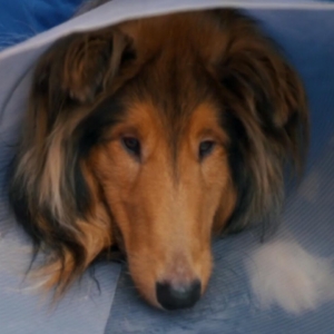 Rough Collie dog wearing a cone