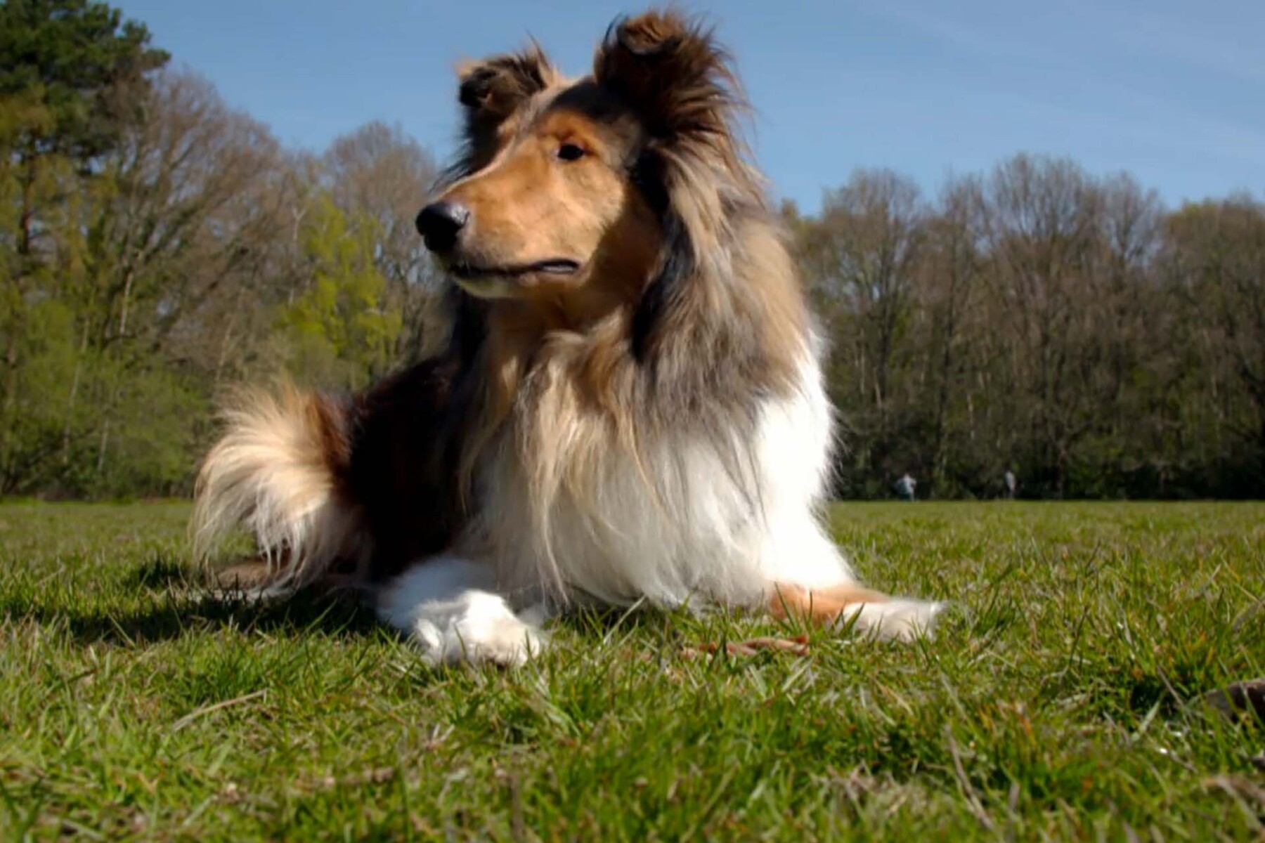 Rough Collie dog sitting on the grass