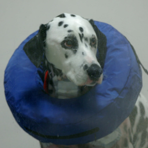 Dalmatian dog wearing an inflatable cone